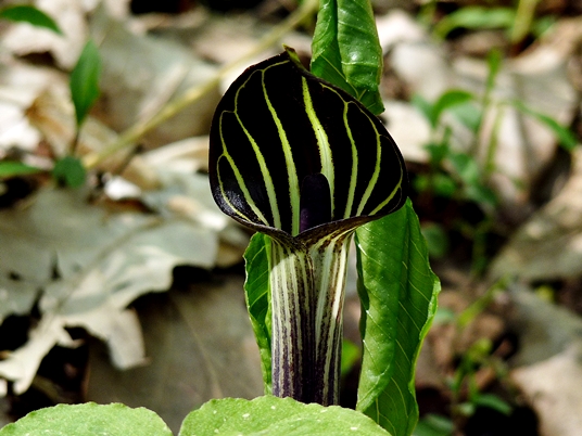 {Arisaema triphyllum}